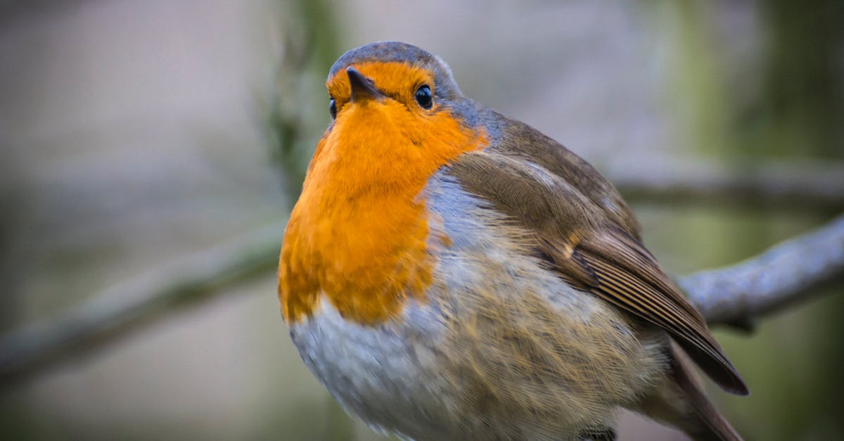 découvrez robin, un personnage fascinant aux multiples facettes. plongez dans son univers captivant à travers ses aventures, ses défis et son charisme. explorez une histoire riche en émotions et en rebondissements qui ne manquera pas de vous séduire.