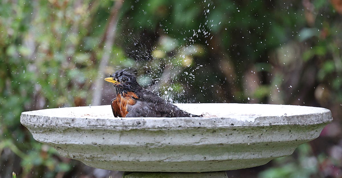 découvrez l'univers captivant de robin, un personnage incontournable qui incarne l'aventure et la détermination. plongez dans ses histoires fascinantes et explorez son impact dans la culture moderne.