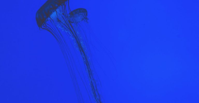 Guide pratique pour réaliser une capture d’écran sur Windows capture d'écran de haute qualité pour immortaliser vos moments clés. découvrez comment réaliser un screenshot sur différents appareils et systèmes d'exploitation.