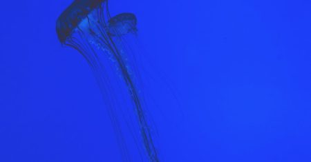 découvrez les meilleures astuces pour effectuer des captures d'écran de manière rapide et efficace. apprenez à immortaliser vos moments clés sur votre écran, que ce soit sur ordinateur, tablette ou smartphone. suivez nos conseils pour optimiser votre expérience de capture d'écran!