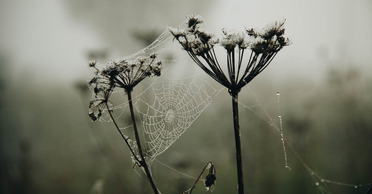découvrez l'art du dessin de toile d'araignée, une technique fascinante qui capture la beauté et la complexité de ces structures naturelles. apprenez des astuces et des conseils pour maîtriser ce style artistique et laissez libre cours à votre créativité !