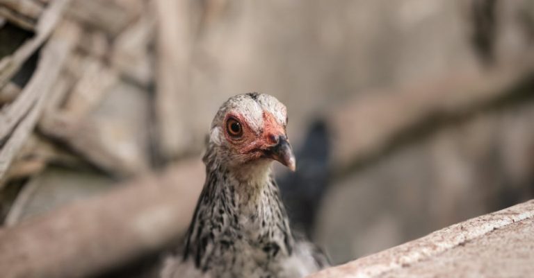 découvrez les meilleures méthodes pour décongeler le poulet en toute sécurité. apprenez à préserver la texture et la saveur de votre viande tout en évitant les risques de contamination. suivez nos conseils pratiques pour une cuisson optimale.