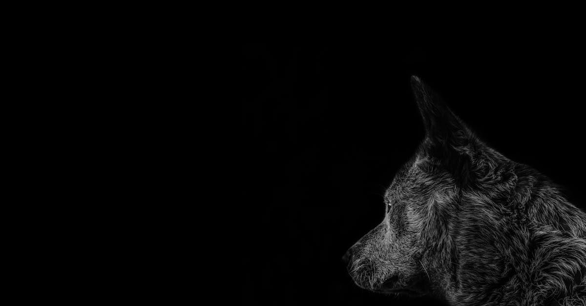 découvrez le wolf cut, la tendance capillaire qui allie modernité et audace. cette coupe de cheveux mêle des couches dégradées et un volume sauvage pour un look à la fois chic et décontracté. parfait pour celles et ceux qui souhaitent exprimer leur personnalité à travers une coiffure originale et dynamique.