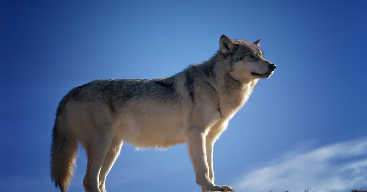 découvrez le wolf cut, la coupe de cheveux tendance qui mélange les styles shag et mullet. parfaite pour un look à la fois sauvage et sophistiqué, cette coiffure est idéale pour celles et ceux qui souhaitent exprimer leur personnalité tout en adoptant une touche moderne. transformez votre allure avec le wolf cut et laissez libre cours à votre créativité capillaire !