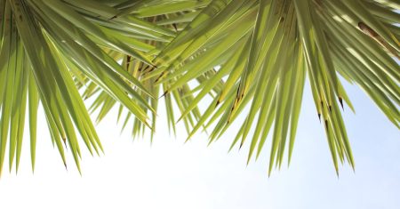 découvrez nos conseils pratiques pour la taille du yucca : apprenez les meilleures techniques pour entretenir votre plante, favoriser sa croissance et améliorer son apparence tout en préservant sa santé.