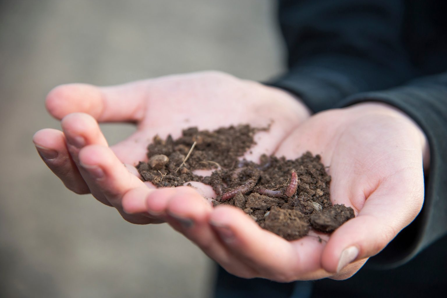 Germnay, Hands holding soil with worms