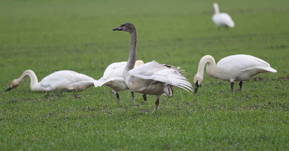 découvrez gras savoye, leader du courtage en assurance en france, proposant des solutions sur mesure pour particuliers et entreprises : assurance santé, prévoyance, risques professionnels et gestion des sinistres.