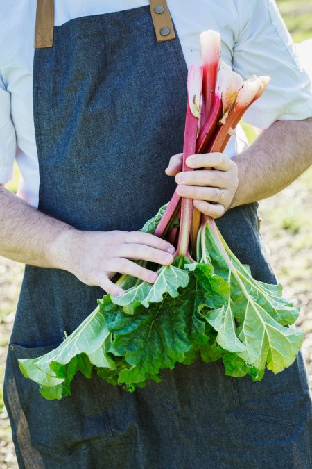 Man wearing an apron harvesting fresh rhubarb in a garden.