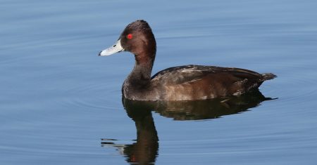 découvrez tout ce qu'il faut savoir sur la facture d'eau : explication des éléments, conseils pour réduire votre consommation et astuces pour mieux comprendre vos charges.