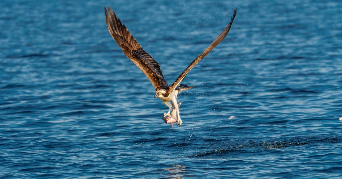découvrez tout ce qu'il faut savoir sur les tarifs d'abonnement à l'eau, les différents forfaits disponibles et comment choisir l'offre la plus adaptée à vos besoins quotidiens.