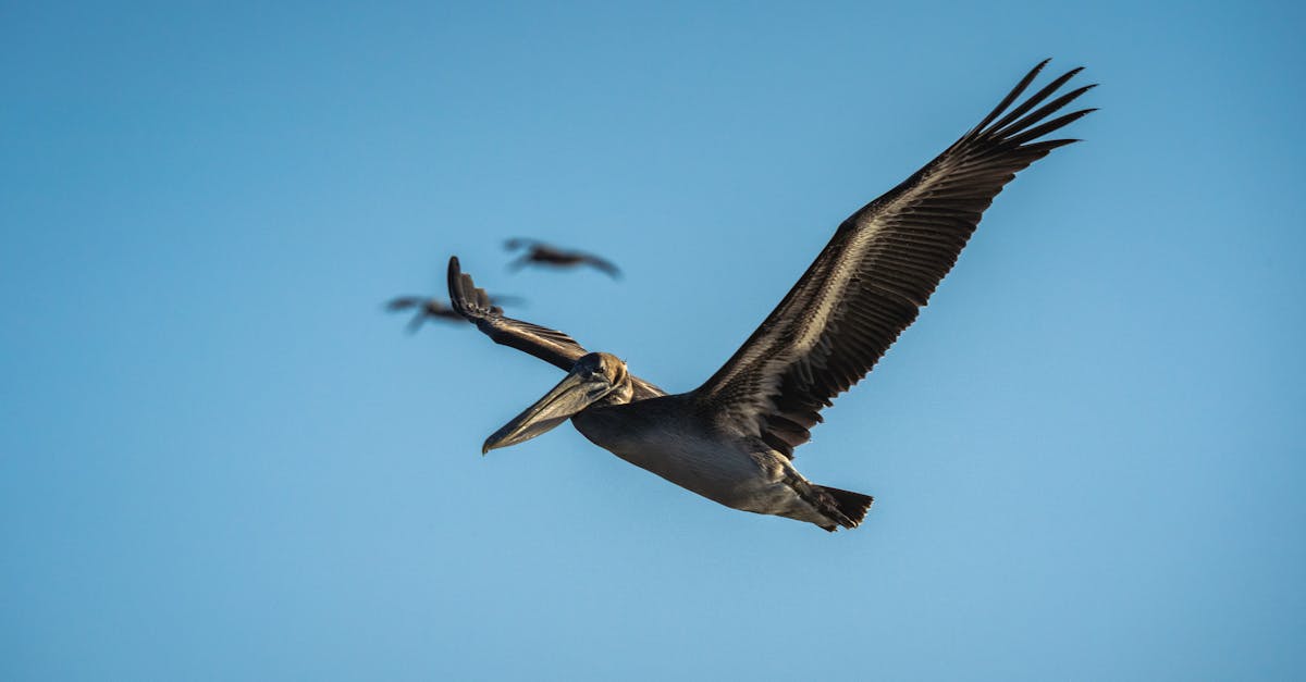 trouvez un hébergement gratuit partout dans le monde ! découvrez nos astuces et solutions pour voyager sans frais de logement grâce à des plateformes et conseils exclusifs.