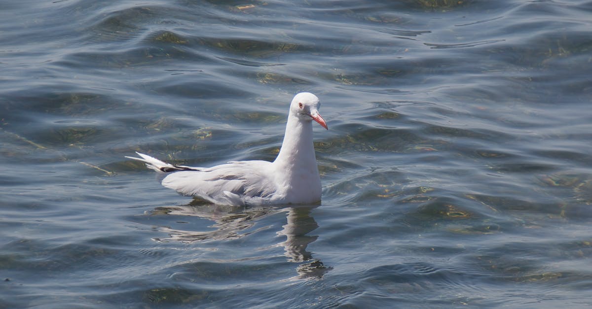 obtenez une carte sim gratuite rapidement et facilement pour profiter d’une connexion mobile sans engagement. découvrez nos offres sans frais cachés et activez votre nouvelle sim en quelques minutes !