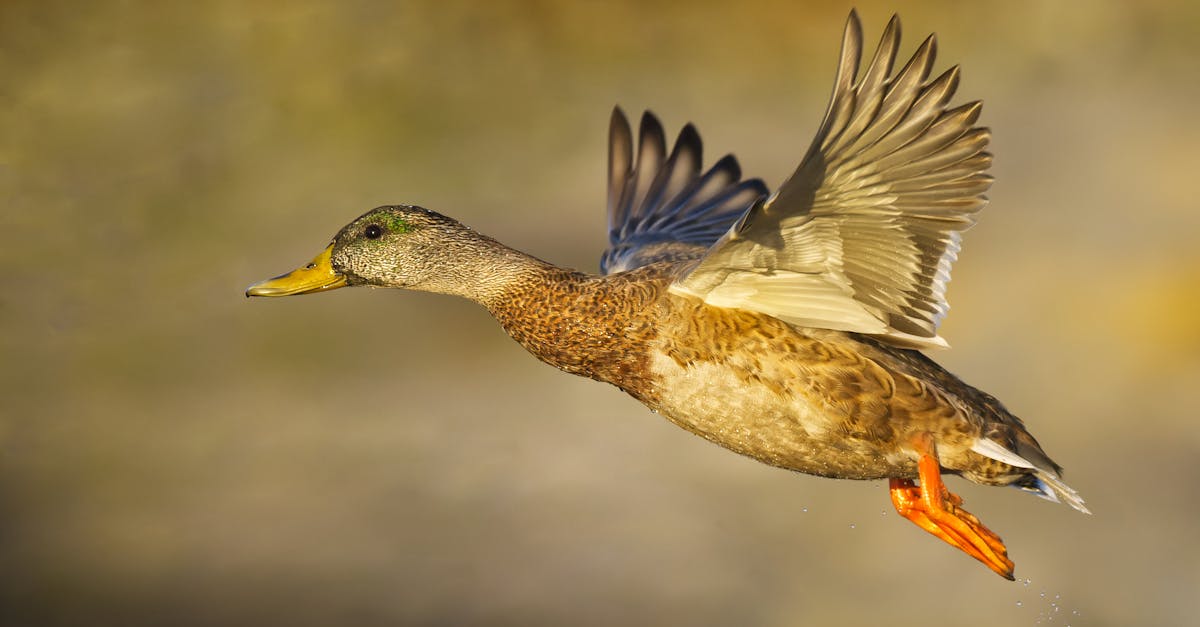 obtenez gratuitement votre carte sim et profitez d'appels, sms et internet sans engagement. comparez les meilleures offres de cartes sim gratuites en france et démarrez rapidement avec votre nouveau numéro.