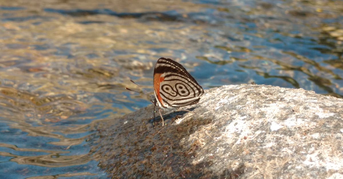 découvrez le chauffe-eau thermodynamique, une solution économique et écologique pour produire de l'eau chaude sanitaire en utilisant l'énergie de l'air ambiant. performance, économies d'énergie et respect de l'environnement au rendez-vous !