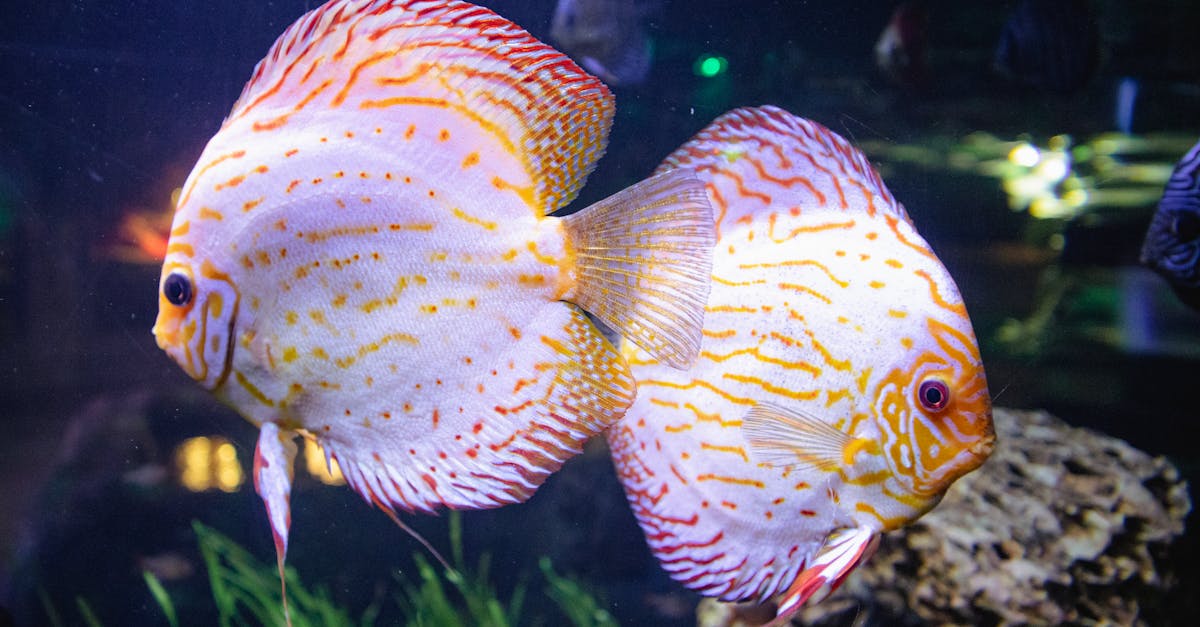 découvrez l'importance de la qualité de l'eau, ses critères d’évaluation, ses impacts sur la santé et l’environnement, ainsi que des conseils pour garantir une eau propre et sûre.