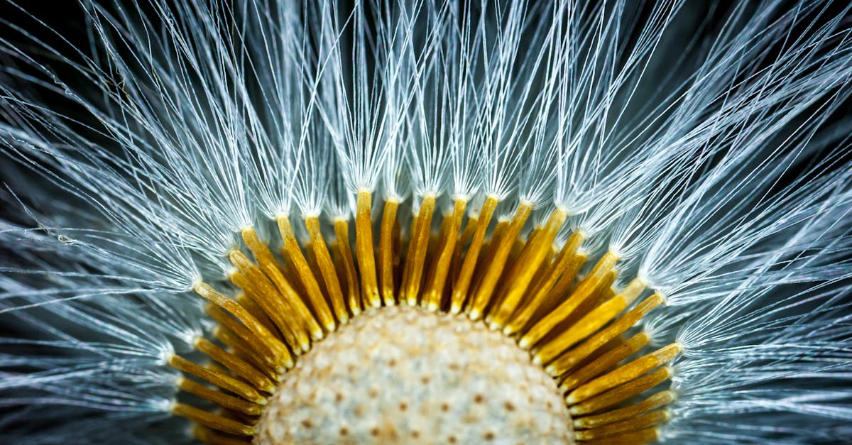 découvrez la signification et l’utilisation du mot « fine » en français, que ce soit dans l’art, la gastronomie ou le vocabulaire quotidien. explications, exemples et nuances.