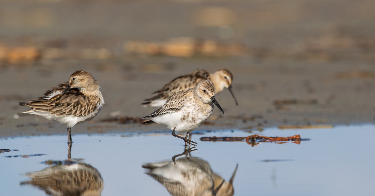 découvrez la durée de vie moyenne d’un chauffe-eau, les facteurs qui l’influencent et nos conseils pour prolonger son efficacité et éviter les pannes.