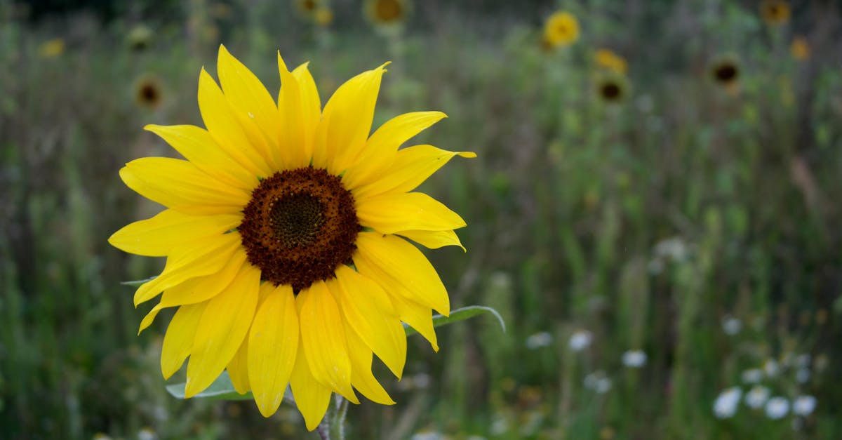 découvrez notre hangar agricole robuste et spacieux, idéal pour le stockage de matériel, de récoltes et pour protéger vos équipements agricoles des intempéries.