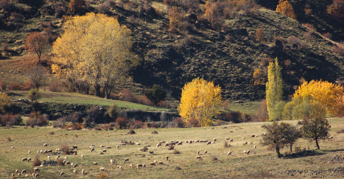 découvrez notre large gamme de hangars agricoles robustes et modulables, idéals pour le stockage de matériel, de récoltes et le logement du bétail. solutions durables adaptées à vos besoins agricoles.
