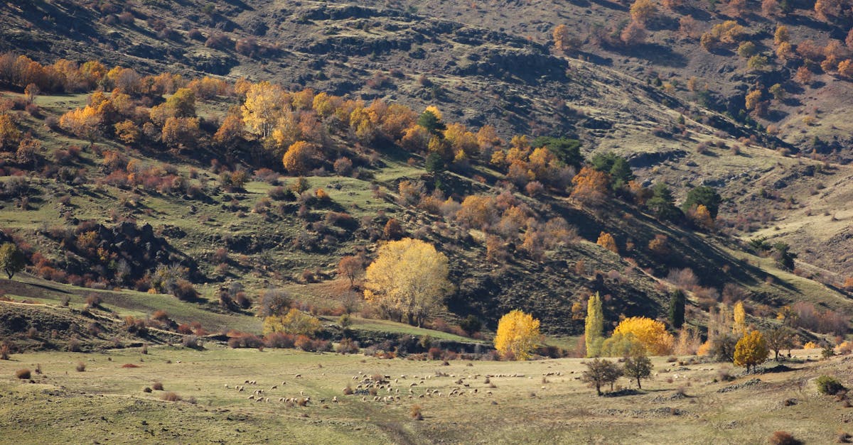 découvrez notre hangar agricole robuste et spacieux, idéal pour protéger vos équipements et récoltes tout au long de l'année.