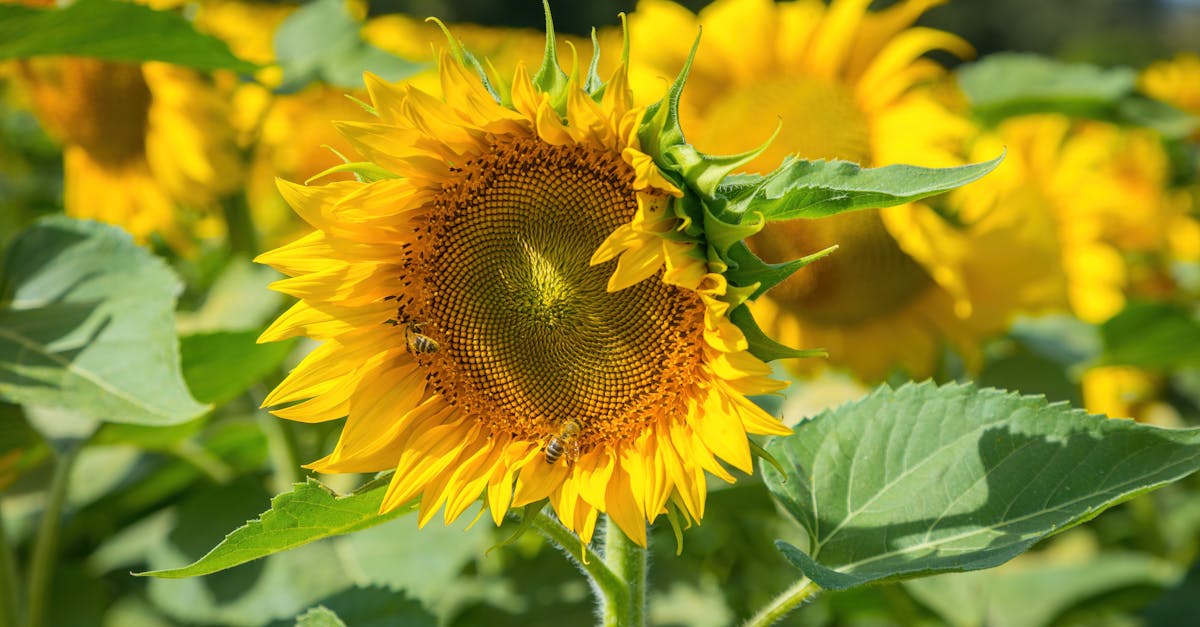 découvrez alpiq, leader européen dans les services énergétiques et la production d'électricité durable, offrant des solutions innovantes pour un avenir énergétique responsable.