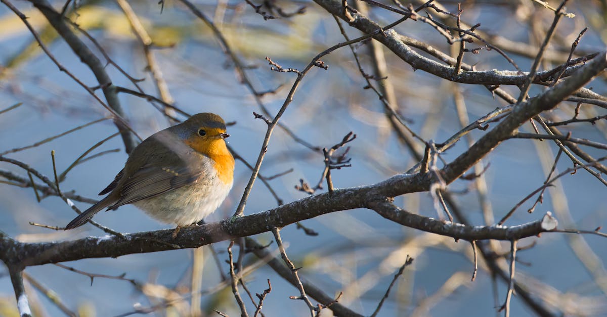 découvrez orange airbox, la solution mobile pour accéder à internet haut débit partout et en toute simplicité. profitez d'une connexion rapide et fiable où que vous soyez.