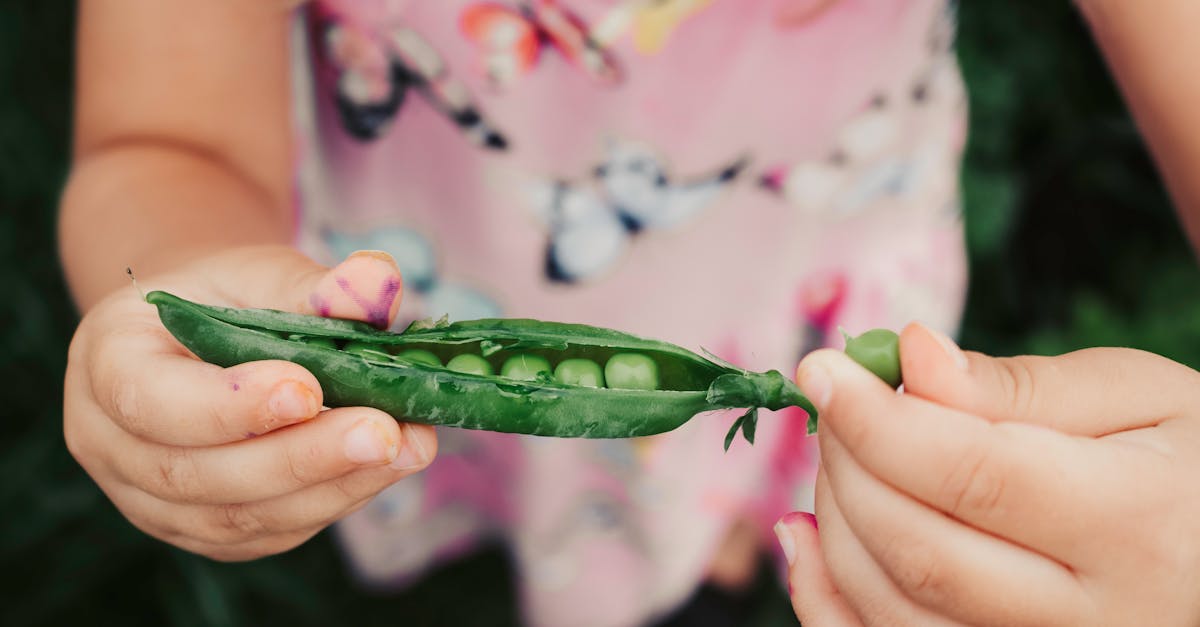 découvrez les bienfaits du jeune pois, une légumineuse tendre et savoureuse idéale pour une alimentation saine et équilibrée.