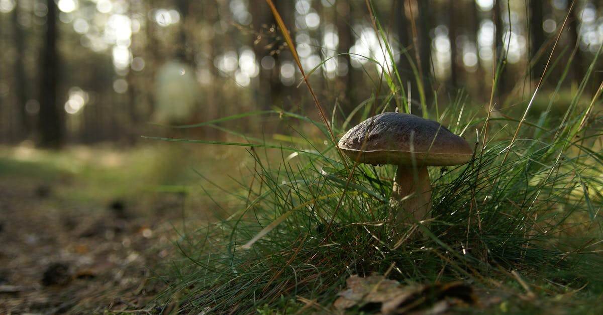 analyse de la consommation d'énergie : étude détaillée des habitudes et optimisation pour un usage plus efficace.