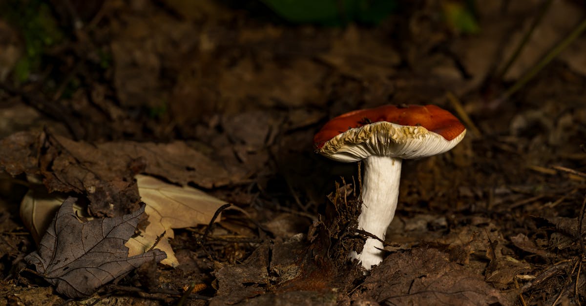 obtenez vos devis d'assurance maaf pour août 2025 rapidement et facilement. comparez les offres et trouvez la couverture adaptée à vos besoins.