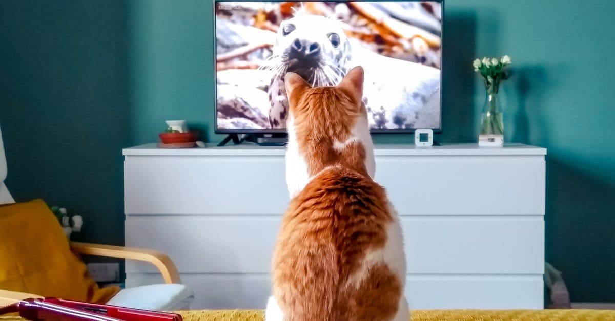 découvrez toutes les fonctionnalités de la clé orange tv pour accéder facilement à vos chaînes et services préférés sur votre téléviseur.