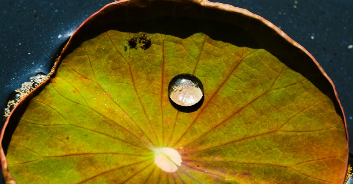 veolia water 83 : solutions de gestion et traitement de l'eau dans le var pour un environnement plus durable.