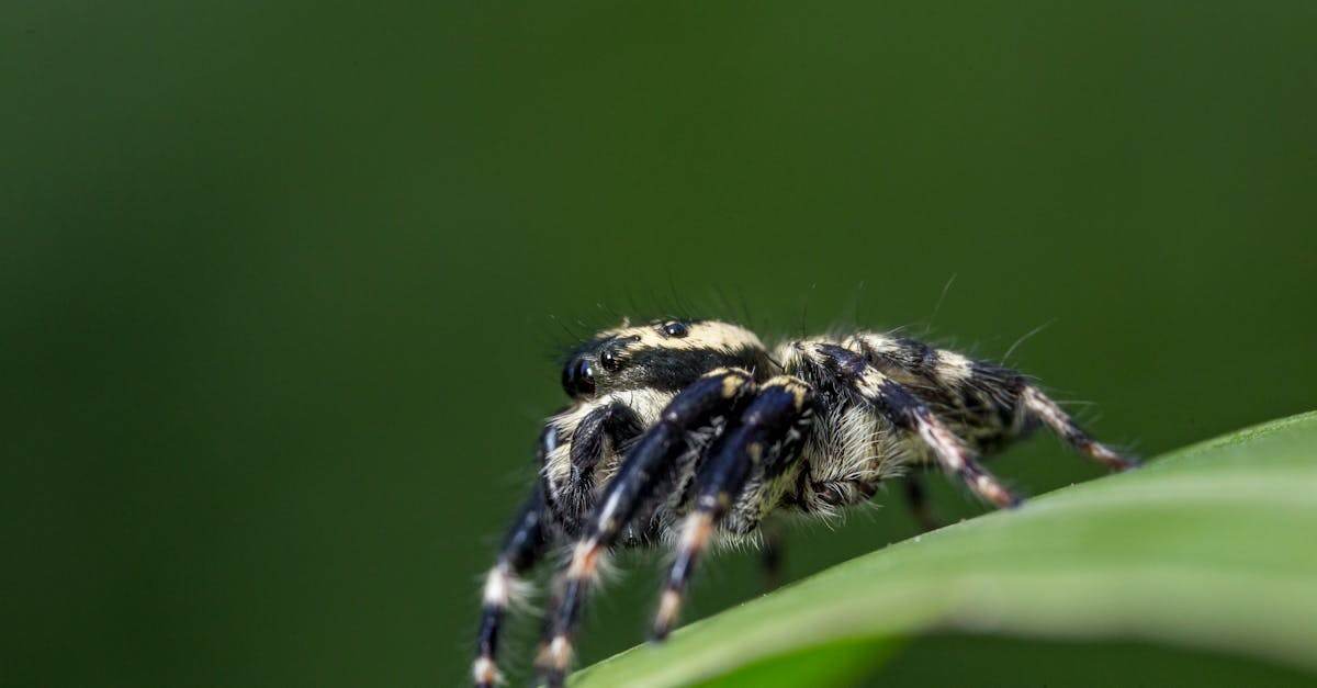 airalo est une plateforme innovante qui propose des esim pour voyager à l'international facilement et à moindre coût, offrant une connectivité mobile sans tracas dans de nombreux pays.