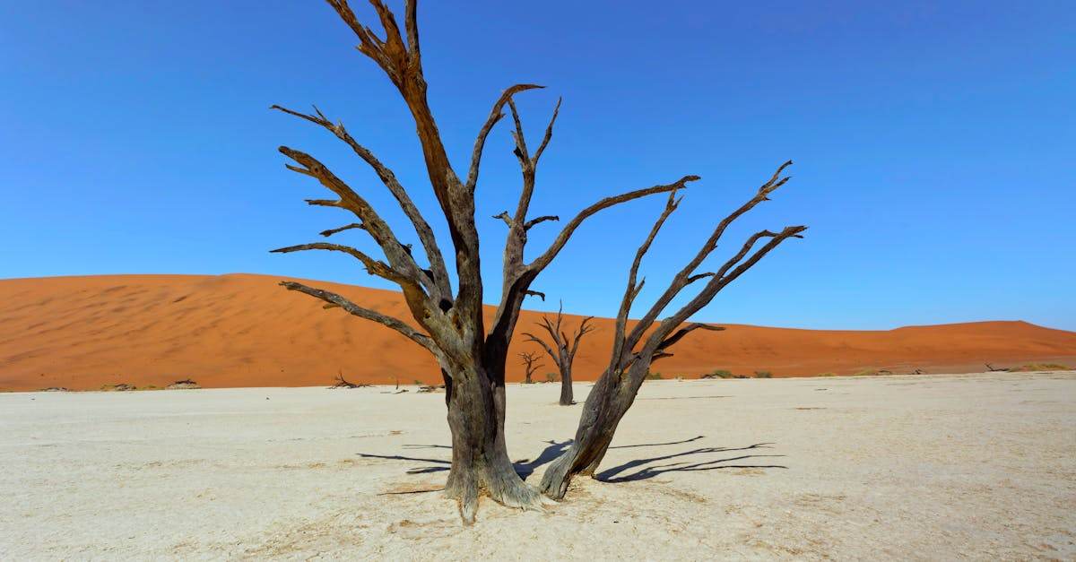 découvrez les différentes zones climatiques à travers le monde, leurs caractéristiques principales et leur influence sur l'environnement et la biodiversité.