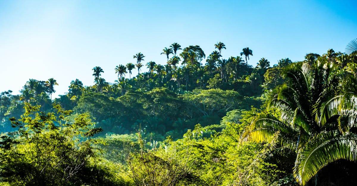 découvrez les différentes zones climatiques de la terre, leurs caractéristiques spécifiques et leur influence sur les écosystèmes et les modes de vie.