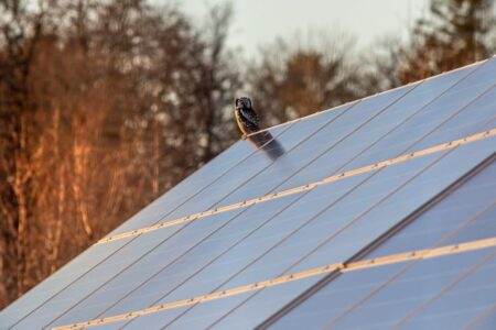 Revente totale ou vente de surplus : comment choisir la bonne option solaire en 2026 An owl sits majestically on a solar panel under the warm glow of sunset.