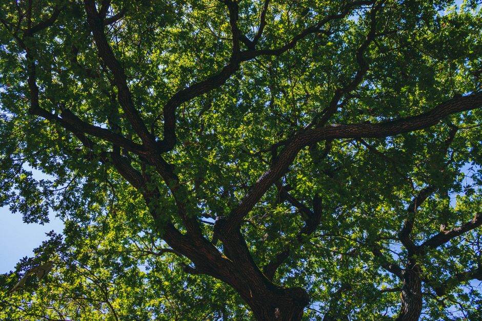 A beautiful view of a lush green oak tree canopy with sunlit leaves set against a bright blue sky.
