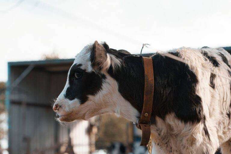 Élevage intelligent : l’IA fédérée suit les bovins sans envoyer les données brutes Portrait of a young Holstein cow with a collar, standing outdoors on a sunny day.
