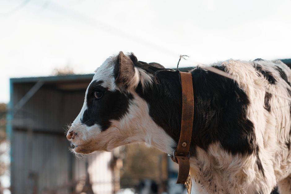 Élevage intelligent : l’IA fédérée suit les bovins sans envoyer les données brutes Portrait of a young Holstein cow with a collar, standing outdoors on a sunny day.