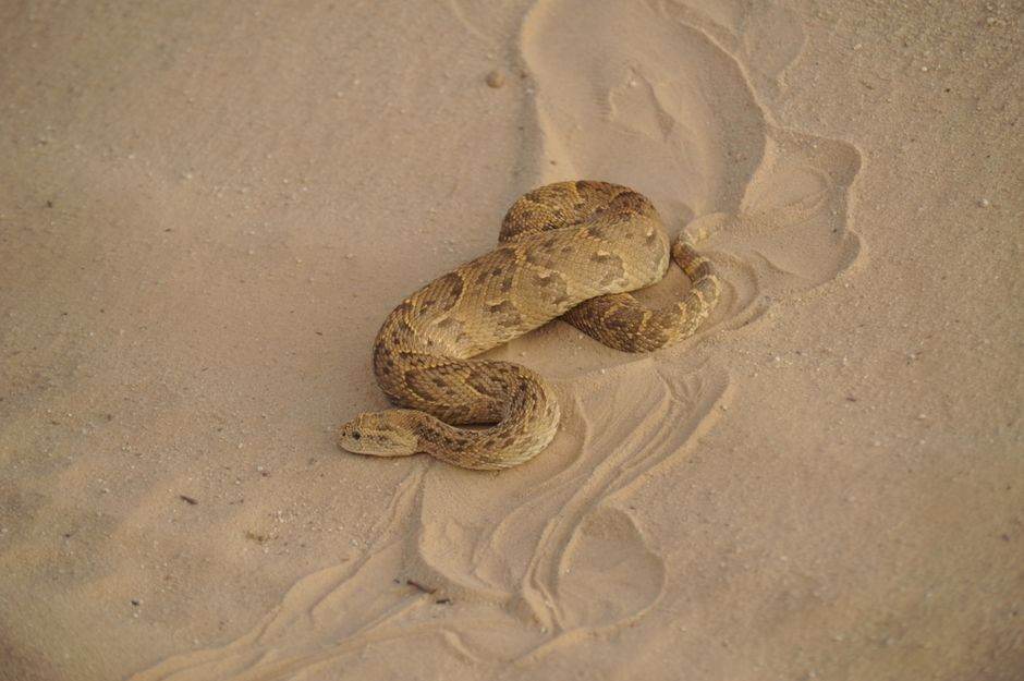 Close-up of a puff adder snake camouflaged in desert sand for wildlife photography.