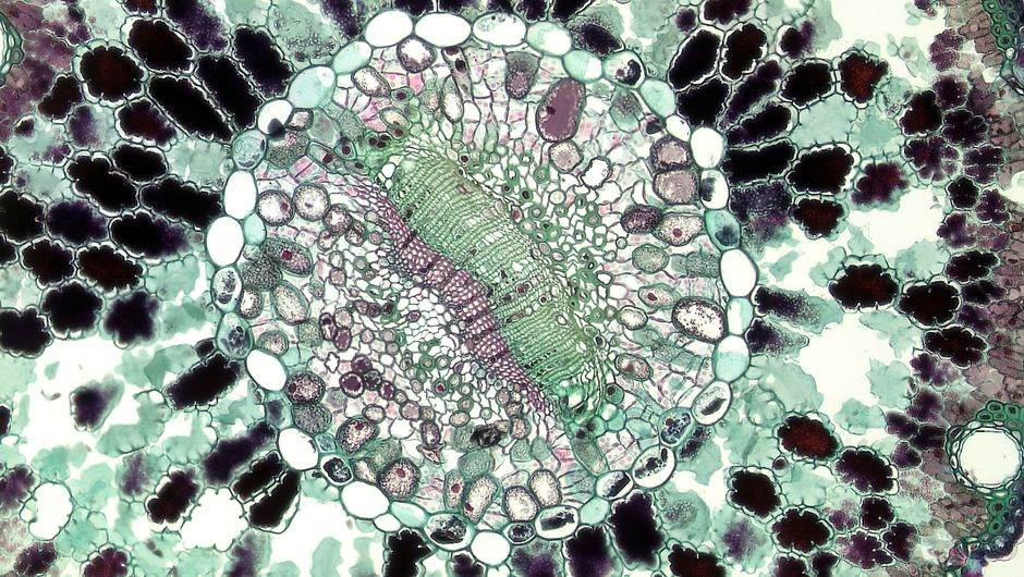 Microscopic view of a plant cell cross-section highlighting vibrant structures and patterns in bioscience research.
