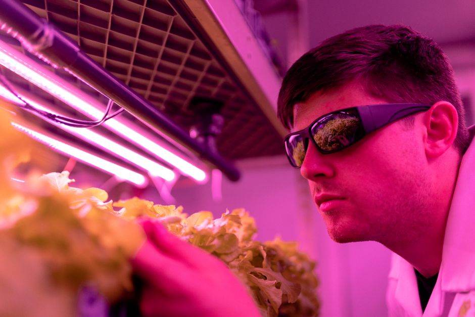 Scientist observing lettuce growth under LED lights in a hydroponic lab, showcasing indoor farming innovations.