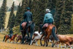Two horse riders guide a herd of cattle through scenic countryside in Xinjiang, China.