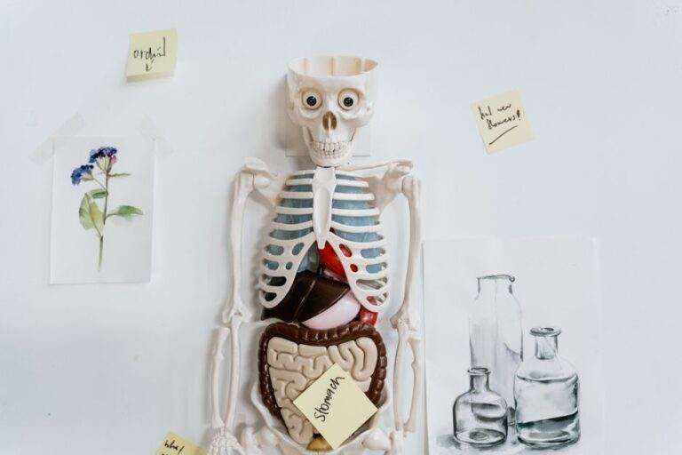 Impression 3D en 2026 : du prototype à l’usage concret Anatomical model with sticky notes and drawings on a white wall, depicting internal organs.