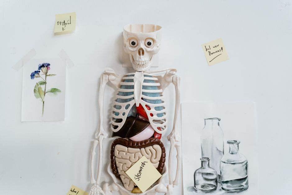 Impression 3D en 2026 : du prototype à l’usage concret Anatomical model with sticky notes and drawings on a white wall, depicting internal organs.