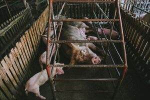 Farm pigs in a wooden enclosure with a mother pig and piglets resting.