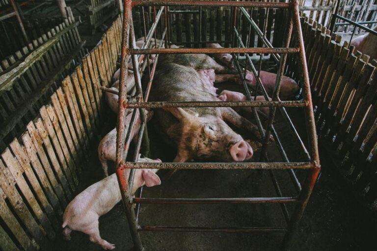 Farm pigs in a wooden enclosure with a mother pig and piglets resting.